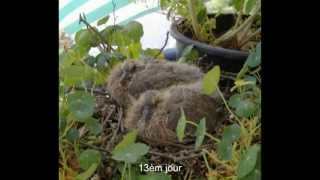 Une belle histoire de pigeons ramiers  palombes [upl. by Assedo]