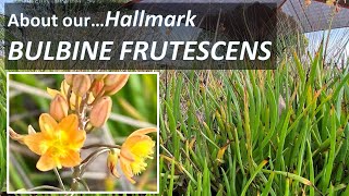 About BULBINE FRUTESCENS Hallmark or Tiny Tangerine Succulent identification care propagating [upl. by Binky869]