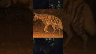 लकड़बग्घा दिखा राजाजी टाइगर रिजर्व में । Striped Hyena Spotted At Rajaji Tiger Reserve। Hyena [upl. by Benco]