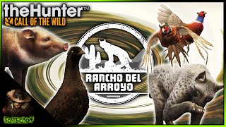 BEST HOTSPOT On Rancho Del Arroyo Melanistic amp Molting Pheasant  Ochre Javalina amp Blue Bobcat [upl. by Aitrop]