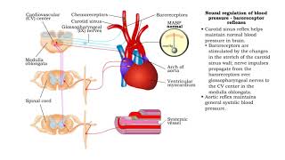 Neural regulation of blood pressure  baroreceptor and chemoreceptor reflexes [upl. by Vil975]