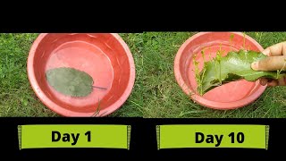 How to grow Bryophyllum pinnatumpattharchattaपत्थरचट्टा through cuttings in water [upl. by Yekcir]