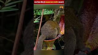 बाथरूम जाने वाला जानवर  animalfacts facts exoticfacts [upl. by Tarttan143]