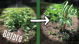 How to Prune Tomato Plants [upl. by Yeslaehc]