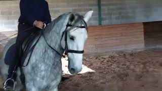 Orlof da Lagoalva  5yrs old Piro negative Lusitano Gelding for Sale [upl. by Renata176]