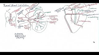 L07Renal blood circulation Excretion [upl. by Lenoel]