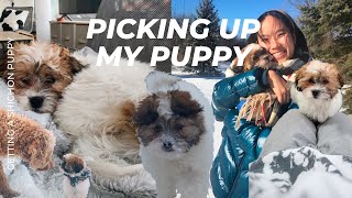 PICKING UP MY SHICHON PUPPY amp what to expect puppys first week snow and flight in Seattle amp MI [upl. by Coppinger]