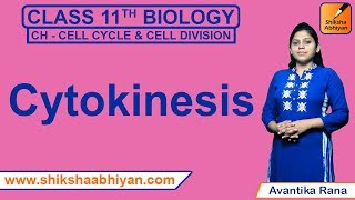 Cytokinesis  Cell Cycle and Cell Division  CBSE Class 11 Biology [upl. by Llibyc]