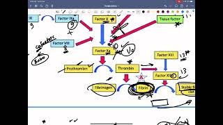 Antiplateletsamp anticoagulant [upl. by Leirvag246]