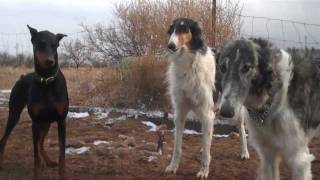 Wolfhounds team up against a Doberman [upl. by Santini]