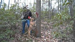 Squirrel Hunting with a Blackmouth Cur [upl. by Ahsilyt]