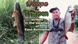 Fishing in the swamps of East Suriname trapoen and walapa action [upl. by Anyahc]