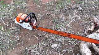 Stihl MS880 50  bar felling Redgum [upl. by Iren]