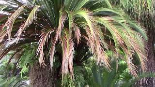 Macrozamia moorei Cycad [upl. by Ashlee919]