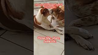 সুচিত্রাsuchitra funnylove mamtabanerjee comadysorts viralshortdogy youtubeshortsdoglover [upl. by Gaspar]