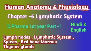 Lymphatic System  Spleen  Red bone Marrow Thymus glands  Lymph nodes  HAP DPharma 1st year [upl. by Fara750]