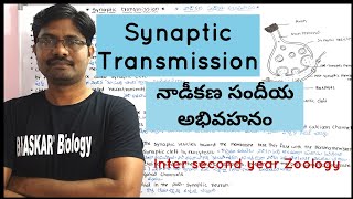 Synaptic Transmission  నాడీకణ సందీయ అభివహనం  Neural Control and Coordination [upl. by Akemrej805]