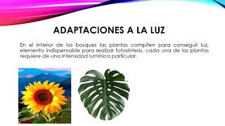 ADAPTACIÓN DE LAS PLANTAS [upl. by Lapides853]