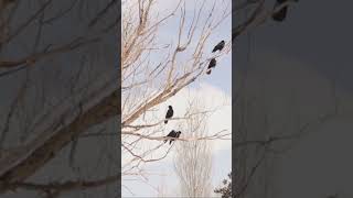 Mind of the Crow Unveiling the Intelligence of Black Crow Birds 🦅 BlackCrowBirds naturewonders [upl. by Pomfret349]