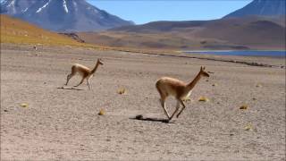 Vicugna quotVicuñaquot or Vicunhas herd running through altiplanic lakes  ATACAMA [upl. by Chafee]