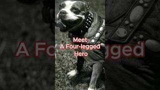 A Dog That Saved Many Lives In World War I [upl. by Way]