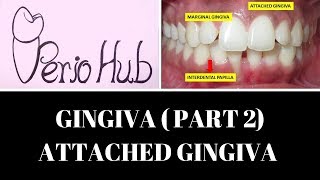 GINGIVA  Attached Gingiva [upl. by Aiken]