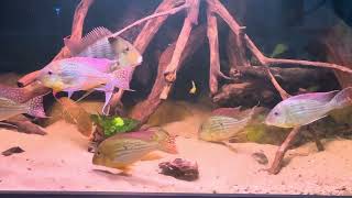 Geophagus Altifrons amp Winemilleri  L95 L27  L24  South American AquaScapeBiotope style Amazonas [upl. by Nosduh939]