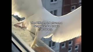 Seagull vs Jackdaw Accuracy Showdown – Who Hits the Mark 🐦🎯 birds crows foryou viralvideo [upl. by Nonohcle758]