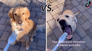 The Difference Between Golden Retrievers And Labs [upl. by Gilroy]