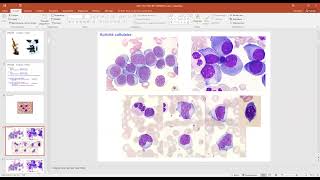 Phase socle 20222023  Cytologie et cytometrie de flux [upl. by Chandless674]