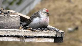 Hornemanns Hoary Redpoll in Northern Ontario [upl. by Gnof]