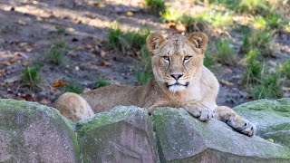 ZOO Antwerpen African lions cuddlingAfrikaanse leeuwen knuffelen  September 24 2024 [upl. by Francyne]