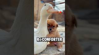 CE CANARD VA SAUVER CE BÉBÉ CHIEN ❤️￼ [upl. by Queri426]