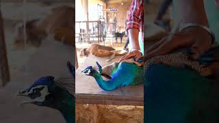 peacock attacked by dogs  rescued by gokul dham mahatirth  animalrescue peacock cows birds [upl. by Kruger]