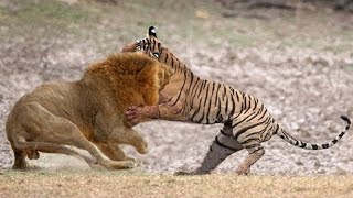 Tiger VS Lion Who would win [upl. by Novyak785]