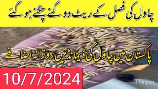 Rice rates updates 1509 new season Rice varaity rates updates in pakistanlocal farmers [upl. by Raama915]