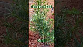 Podocarpus Maki March [upl. by Heyes]