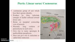 Pteris Sporangium amp its dehiscence [upl. by Eedolem]