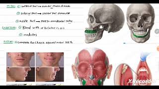 oral group buccinator muscle [upl. by Saudra]