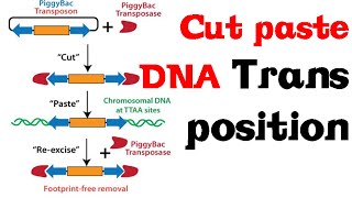 Cut and paste DNA transposition [upl. by Eelam860]