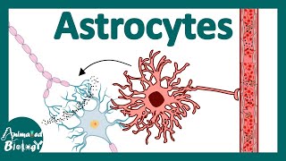 Astrocytes  Function and development of Astrocytes  Astrocytes and disease  Reactive Astrocytes [upl. by Adele]