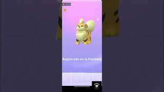 Shiny Growlithe Evento Tipo Acero [upl. by Wanyen653]