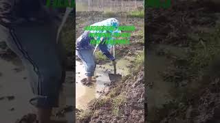 Hardworking woman preparing the rice field ricefield asmr shortvideo [upl. by Chapman]