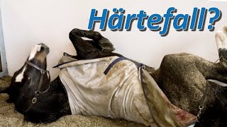 Harter Fall für Pferdetrainerin Stute Candy wirft viele Fragen auf [upl. by Parthena85]