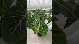 Philodendron gloriosum 🤍 [upl. by Ahsatal]