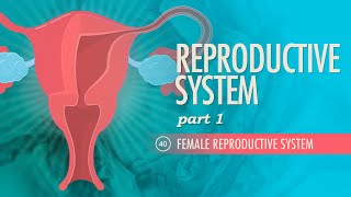 Reproductive System Part 1  Female Reproductive System Crash Course Anatomy amp Physiology 40 [upl. by Gildas197]