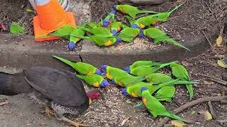 Lots of lorikeets And a brush turkey or two [upl. by Springer]