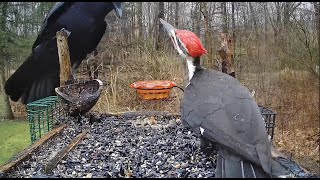 Pileated Woodpecker vs Crow [upl. by Orelu]