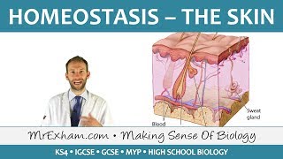 Homeostasis and the Skin  GCSE Biology 91 [upl. by Kallick31]