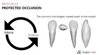 Mutually Protected Occlusion [upl. by Janet]